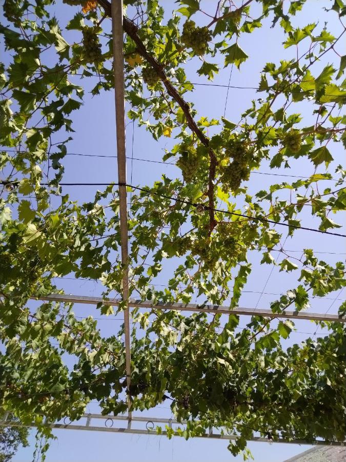 Masseria Catucci Agriturismo アルベロベッロ エクステリア 写真